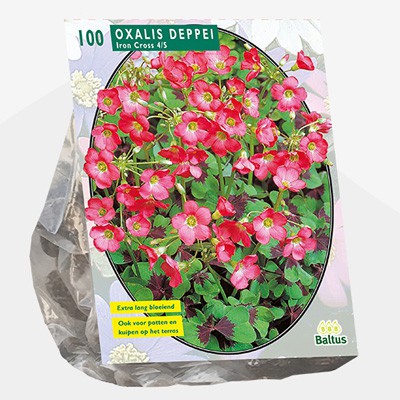 Geluksklaver Oxalis deppei Iron Cross per 100 stuks Oxalis deppei Iron Cross per 100 stuks (Oxalis 100st) Geluksklaver Oxalis deppei Iron Cross per 100 stuks Oxalis deppei Iron Cross per 100 stuks (Oxalis 100st)