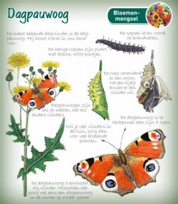 Plantkadootjes Educatief Dagpauwoog Educatief Dagpauwoog (TP700144) Plantkadootjes Educatief Dagpauwoog Educatief Dagpauwoog (TP700144)