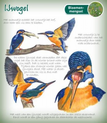 Plantkadootjes Educatief Ijsvogel Educatief Ijsvogel (TP700150) Plantkadootjes Educatief Ijsvogel Educatief Ijsvogel (TP700150)
