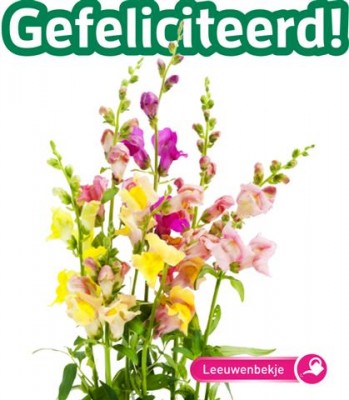 Zaden online Seeds & Greets Leeuwenbekje Van Harte Gefeliciteerd Leeuwenbekje Van Harte Gefeliciteerd  (TP700164)