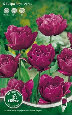 Bloembollen online Tulpenbollen Dubbele vroege tulpen tulp Dubbel Vroeg Royal Acres per 5 tulp Dubbel Vroeg Royal Acres per 5 (a5414) Bloembollen online Tulpenbollen Dubbele vroege tulpen tulp Dubbel Vroeg Royal Acres per 5 tulp Dubbel Vroeg Royal Acres per 5 (a5414)