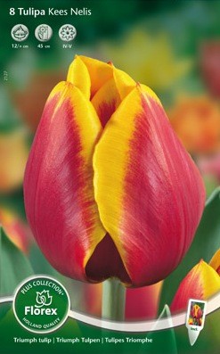 Bloembollen online Tulpenbollen Triumph tulpen tulp Triumph Kees Nelis per 8 tulp Triumph Kees Nelis per 8  (a5465)