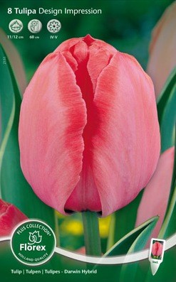 Bloembollen online Tulpenbollen Darwin tulpen tulp Darwin Design Impression per 8 tulp Darwin Design Impression per 8 (a5240) Bloembollen online Tulpenbollen Darwin tulpen tulp Darwin Design Impression per 8 tulp Darwin Design Impression per 8 (a5240)