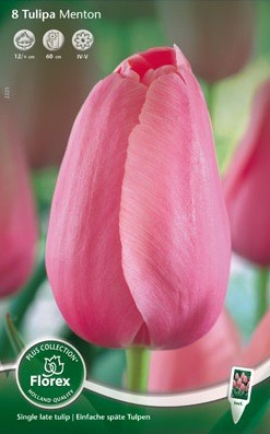 Bloembollen online Tulpenbollen Enkele late tulpen tulp Enkel Laat Menton per 8 tulp Enkel Laat Menton per 8 (a5420) Bloembollen online Tulpenbollen Enkele late tulpen tulp Enkel Laat Menton per 8 tulp Enkel Laat Menton per 8 (a5420)