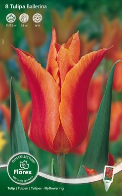 Bloembollen online Tulpenbollen Leliebloemige tulpen tulp Leliebloemig Ballerina per 8 tulp Leliebloemig Ballerina per 8 (a5446) Bloembollen online Tulpenbollen Leliebloemige tulpen tulp Leliebloemig Ballerina per 8 tulp Leliebloemig Ballerina per 8 (a5446)