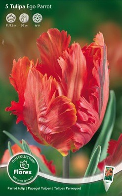 Bloembollen online Tulpenbollen Parkiettulpen tulp Parkiet Ego Parrot per 5 tulp Parkiet Ego Parrot per 5 (a5308) Bloembollen online Tulpenbollen Parkiettulpen tulp Parkiet Ego Parrot per 5 tulp Parkiet Ego Parrot per 5 (a5308)