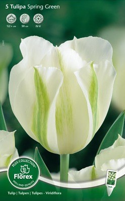Bloembollen online Tulpenbollen Viridiflora tulpen tulp Viridiflora Spring Green per 5 tulp Viridiflora Spring Green per 5 (a5327) Bloembollen online Tulpenbollen Viridiflora tulpen tulp Viridiflora Spring Green per 5 tulp Viridiflora Spring Green per 5 (a5327)