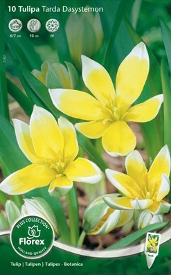 Bloembollen online Tulpenbollen Mini Wild tulpen tulp Tarda Dasystemon per 10 tulp Tarda Dasystemon per 10 (a5318) Bloembollen online Tulpenbollen Mini Wild tulpen tulp Tarda Dasystemon per 10 tulp Tarda Dasystemon per 10 (a5318)