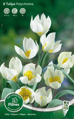 Bloembollen online Tulpenbollen Mini Wild tulpen tulp mini Wildtulp Polychroma per 8 tulp mini Wildtulp Polychroma per 8 (a5294) Bloembollen online Tulpenbollen Mini Wild tulpen tulp mini Wildtulp Polychroma per 8 tulp mini Wildtulp Polychroma per 8 (a5294)