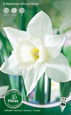 Bloembollen online Narcis narcis trompet Mount Hood per 5 narcis trompet Mount Hood per 5 (a5188) Bloembollen online Narcis narcis trompet Mount Hood per 5 narcis trompet Mount Hood per 5 (a5188)