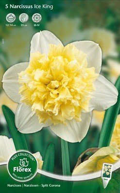 Bloembollen online Narcis narcis dubbel Ice King per 5 narcis dubbel Ice King per 5  (a5384)