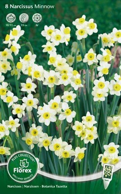 Bloembollen online Narcis narcis tazetta Minnow per 8 narcis tazetta Minnow per 8 (a5185) Bloembollen online Narcis narcis tazetta Minnow per 8 narcis tazetta Minnow per 8 (a5185)