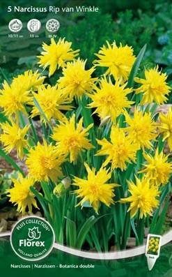 Bloembollen online Narcis narcis dubbel Rip van Winkle per 5 narcis dubbel Rip van Winkle per 5  (a5166)