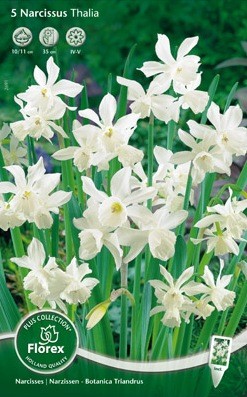 Bloembollen online Narcis narcis triandus Thalia per 5 narcis triandus Thalia per 5  (a5186)