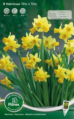 Bloembollen online Narcis narcis cyclamineus Tete a Tete per 8 narcis cyclamineus Tete a Tete per 8  (a5163)