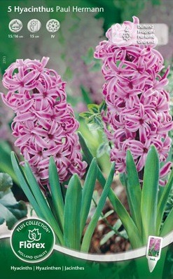Bloembollen online Hyacinth Hyacinth Paul Herman per 5 Hyacinth Paul Herman per 5  (a5103)