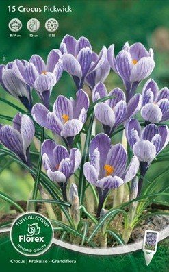 Bloembollen online Crocus Crocus Grootbloemig Pickwick per 15 Crocus Grootbloemig Pickwick per 15  (a5085)