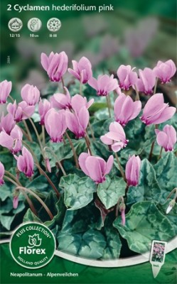 Bloembollen online Tuincyclaam Tuincyclaam hederifolium pink per 2 Tuincyclaam hederifolium pink per 2 (a5235) Bloembollen online Tuincyclaam Tuincyclaam hederifolium pink per 2 Tuincyclaam hederifolium pink per 2 (a5235)