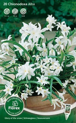 Bloembollen online Diverse soorten Chionodoxa Sneeuwroem wit per 10 Chionodoxa Sneeuwroem wit per 10 (a5226) Bloembollen online Diverse soorten Chionodoxa Sneeuwroem wit per 10 Chionodoxa Sneeuwroem wit per 10 (a5226)