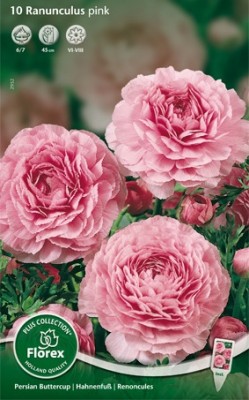 Bloembollen online Ranonkel Ranonkel rose per 10 Ranonkel rose per 10 (a5198) Bloembollen online Ranonkel Ranonkel rose per 10 Ranonkel rose per 10 (a5198)