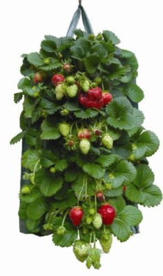 Kweekbenodigdheden Kweekkasjes en kweekbakken Kweekzakken en plantzakken Groeizak Aardbeien Duo 19x35 Groeizak Aardbeien Duo 19x35  (TP885801)