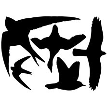 Dieren in de tuin Vogels voeren Raamstickers vogelassortie  (FB9)