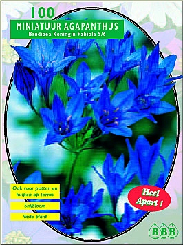 Bloembollen online Diverse soorten Brodiaea Koningin Fabiola per 100 Brodiaea Koningin Fabiola per 100 (a5069) Bloembollen online Diverse soorten Brodiaea Koningin Fabiola per 100 Brodiaea Koningin Fabiola per 100 (a5069)
