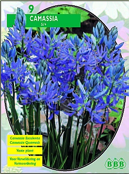 Bloembollen online Diverse soorten Camassia esculenta per 9 Camassia esculenta per 9  (a5072)