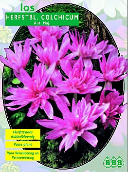 Bloembollen online Herfststijlloos Herfststijlloos Waterlily los Herfststijlloos Waterlily los (a5091) Bloembollen online Herfststijlloos Herfststijlloos Waterlily los Herfststijlloos Waterlily los (a5091)