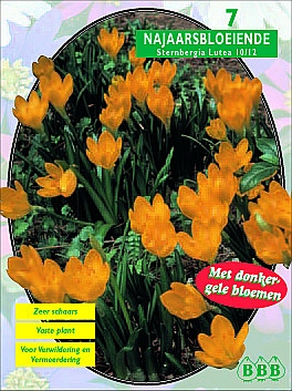 Bloembollen online Diverse soorten Herftbloeier Sternbergia lutea per 7 Herftbloeier Sternbergia lutea per 7  (a5229)