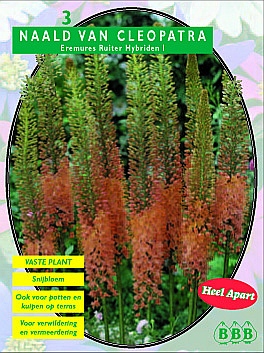 Bloembollen online Eremurus Naald van Cleopatra Ruiter Hybr oranje per 3 Naald van Cleopatra Ruiter Hybr oranje per 3 (a5156) Bloembollen online Eremurus Naald van Cleopatra Ruiter Hybr oranje per 3 Naald van Cleopatra Ruiter Hybr oranje per 3 (a5156)
