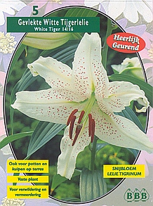 Bloembollen online Lelie Lelie Tijger White Tiger per 5 Lelie Tijger White Tiger per 5 (a5151) Bloembollen online Lelie Lelie Tijger White Tiger per 5 Lelie Tijger White Tiger per 5 (a5151)