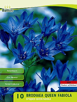Bloembollen online Diverse soorten Brodiaea Brodiaea (a5349) Bloembollen online Diverse soorten Brodiaea Brodiaea (a5349)