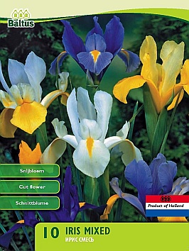 Bloembollen online Iris Iris blauw Iris blauw (a5370) Bloembollen online Iris Iris blauw Iris blauw (a5370)