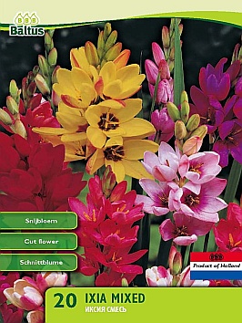 Bloembollen online Diverse soorten Ixia Mix Ixia Mix  (a5371)