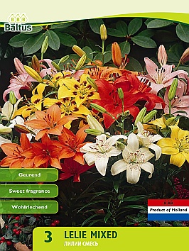 Bloembollen online Lelie Lelie Aziatisch mix per 3 Lelie Aziatisch mix per 3 (a5379) Bloembollen online Lelie Lelie Aziatisch mix per 3 Lelie Aziatisch mix per 3 (a5379)