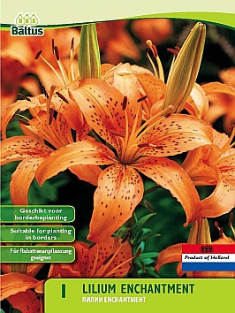 Bloembollen online Lelie Lelie Enchantment per 1 Lelie Enchantment per 1  (a5374)