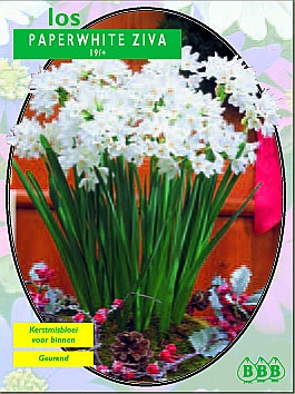 Bloembollen online Narcis narcis Paperwhite narcis Paperwhite (a5181) Bloembollen online Narcis narcis Paperwhite narcis Paperwhite (a5181)