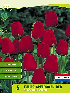 Bloembollen online Tulpenbollen Darwin tulpen tulp Darwin tulp Darwin (a5405) Bloembollen online Tulpenbollen Darwin tulpen tulp Darwin tulp Darwin (a5405)