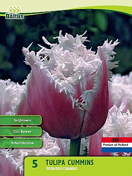 Bloembollen online Tulpenbollen Gefranjerde tulpen tulp Gefranjerd Cummins per 5 tulp Gefranjerd Cummins per 5 (a5429) Bloembollen online Tulpenbollen Gefranjerde tulpen tulp Gefranjerd Cummins per 5 tulp Gefranjerd Cummins per 5 (a5429)