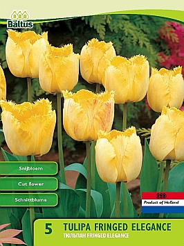 Bloembollen online Tulpenbollen Gefranjerde tulpen tulp Gefranjerd Fringed Elegance per 5 tulp Gefranjerd Fringed Elegance per 5 (a5430) Bloembollen online Tulpenbollen Gefranjerde tulpen tulp Gefranjerd Fringed Elegance per 5 tulp Gefranjerd Fringed Elegance per 5 (a5430)