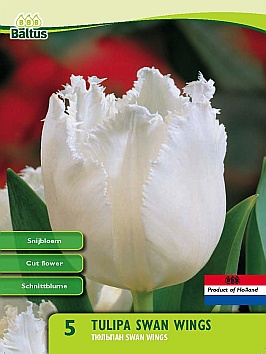 Bloembollen online Tulpenbollen Gefranjerde tulpen tulp Gefranjerd Swan Wings per 5 tulp Gefranjerd Swan Wings per 5 (a5433) Bloembollen online Tulpenbollen Gefranjerde tulpen tulp Gefranjerd Swan Wings per 5 tulp Gefranjerd Swan Wings per 5 (a5433)