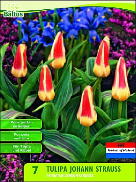 Bloembollen online Tulpenbollen Kaufmanniana tulpen tulp Kaufmanniana Johann Strauss per 7 tulp Kaufmanniana Johann Strauss per 7 (a5445) Bloembollen online Tulpenbollen Kaufmanniana tulpen tulp Kaufmanniana Johann Strauss per 7 tulp Kaufmanniana Johann Strauss per 7 (a5445)