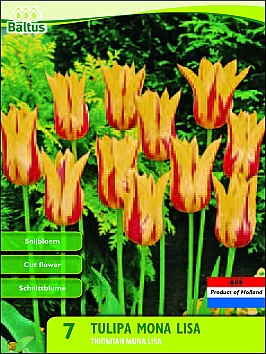 Bloembollen online Tulpenbollen Leliebloemige tulpen tulp Leliebloemig Mona Lisa per 7 tulp Leliebloemig Mona Lisa per 7 (a5447) Bloembollen online Tulpenbollen Leliebloemige tulpen tulp Leliebloemig Mona Lisa per 7 tulp Leliebloemig Mona Lisa per 7 (a5447)