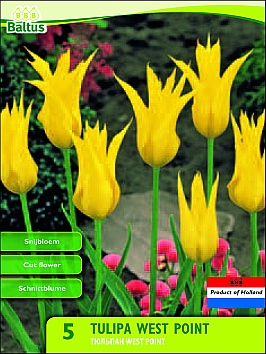 Bloembollen online Tulpenbollen Leliebloemige tulpen tulp Leliebloemig West Point per 7 tulp Leliebloemig West Point per 7 (a5448) Bloembollen online Tulpenbollen Leliebloemige tulpen tulp Leliebloemig West Point per 7 tulp Leliebloemig West Point per 7 (a5448)