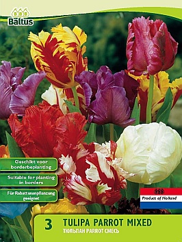 Bloembollen online Tulpenbollen Parkiettulpen tulp Parkiet Mix tulp Parkiet Mix (a5459) Bloembollen online Tulpenbollen Parkiettulpen tulp Parkiet Mix tulp Parkiet Mix (a5459)