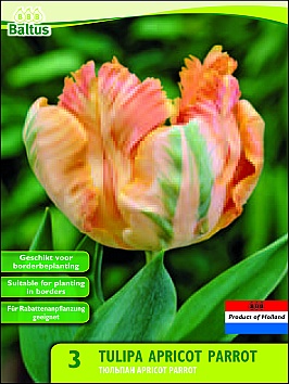 Bloembollen online Tulpenbollen Parkiettulpen tulp Parkiet Apricot Parrot per 3 tulp Parkiet Apricot Parrot per 3 (a5455) Bloembollen online Tulpenbollen Parkiettulpen tulp Parkiet Apricot Parrot per 3 tulp Parkiet Apricot Parrot per 3 (a5455)