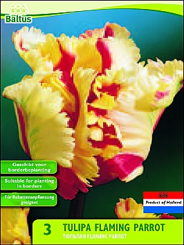 Bloembollen online Tulpenbollen Parkiettulpen tulp Parkiet Flaming Parrot per 3 tulp Parkiet Flaming Parrot per 3 (a5456) Bloembollen online Tulpenbollen Parkiettulpen tulp Parkiet Flaming Parrot per 3 tulp Parkiet Flaming Parrot per 3 (a5456)