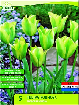 Bloembollen online Tulpenbollen Viridiflora tulpen tulp Viridiflora Formosa per 5 tulp Viridiflora Formosa per 5 (a5474) Bloembollen online Tulpenbollen Viridiflora tulpen tulp Viridiflora Formosa per 5 tulp Viridiflora Formosa per 5 (a5474)
