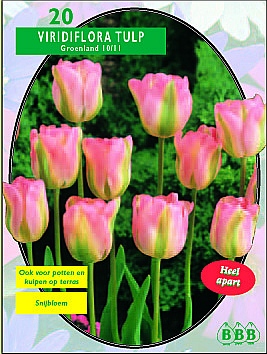 Bloembollen online Tulpenbollen Viridiflora tulpen tulp Viridiflora Groenland per 20 tulp Viridiflora Groenland per 20 (a5328) Bloembollen online Tulpenbollen Viridiflora tulpen tulp Viridiflora Groenland per 20 tulp Viridiflora Groenland per 20 (a5328)
